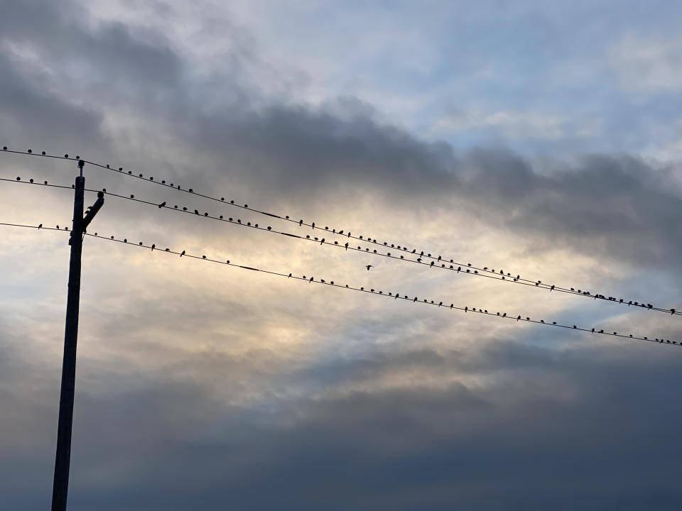 Healdsburg resident Ingrid Maltrud took this pic on a recent walk on the Foss Creek Pathway, alongside the railroad tracks. "I call it winter sky birds on a wire," she says. "I love the winter skies in Healdsburg." (Photo courtesy of Ingrid Maltrud)