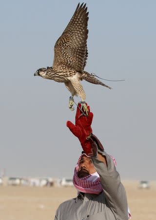 A Qatari man releases his falcon during a falcon contest at Qatar International Falcons and Hunting Festival at Sealine desert, Qatar January 29, 2016. REUTERS/Naseem Zeitoon