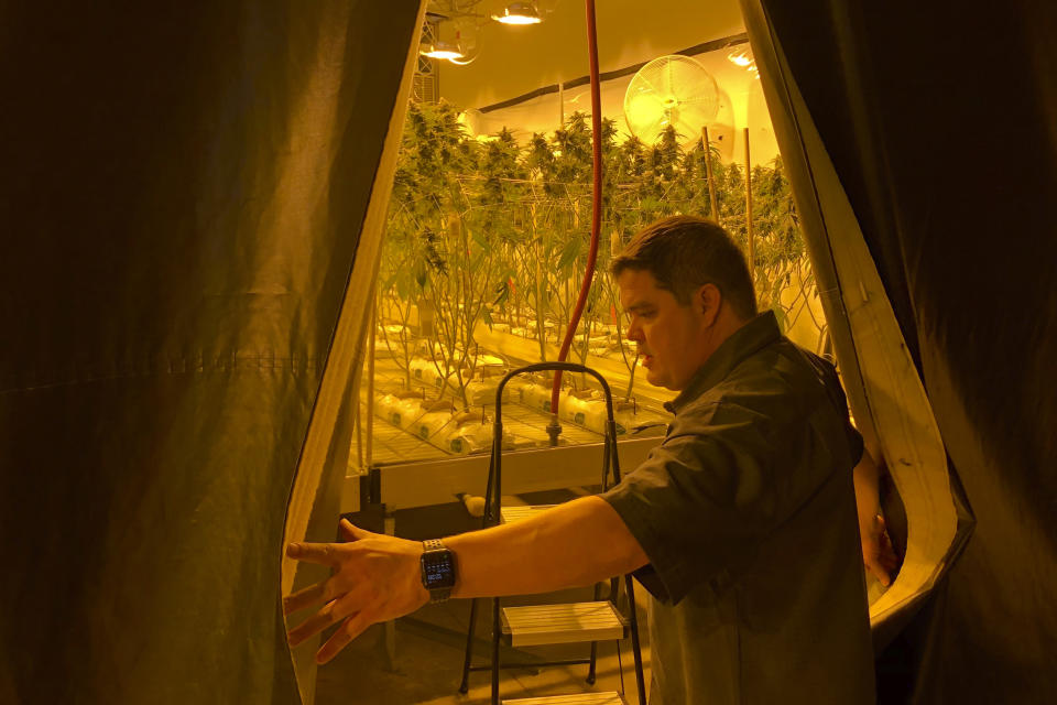 FILE - Joseph DuPuis, co-founder of Doc & Yeti Urban Farms, a licensed cannabis producer, looks out into a growing area in Tumwater, Wash., March 15, 2023. Marijuana advocates are gearing up for Saturday, April 20, 2024. Known as 4/20, marijuana's high holiday is marked by large crowds gathering in parks, at festivals and on college campuses to smoke together. Medical marijuana is now legal in 38 states. (AP Photo/Eugene Johnson, File)