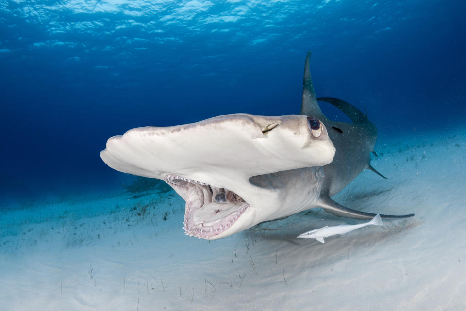 A hammerhead shark swims underwater, mouth open revealing teeth, with a smaller fish swimming alongside