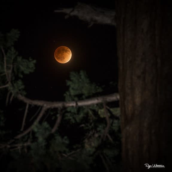 Photographer Ryan Watamura captured this amazing photo of the total lunar eclipse on April 15, 2014 from Grant's Grove in Kings Canyon National Park in California using a Canon EOS 1dx camera, 70-200 2.8L IS II, Canon 600EX-RT flash with a CTO