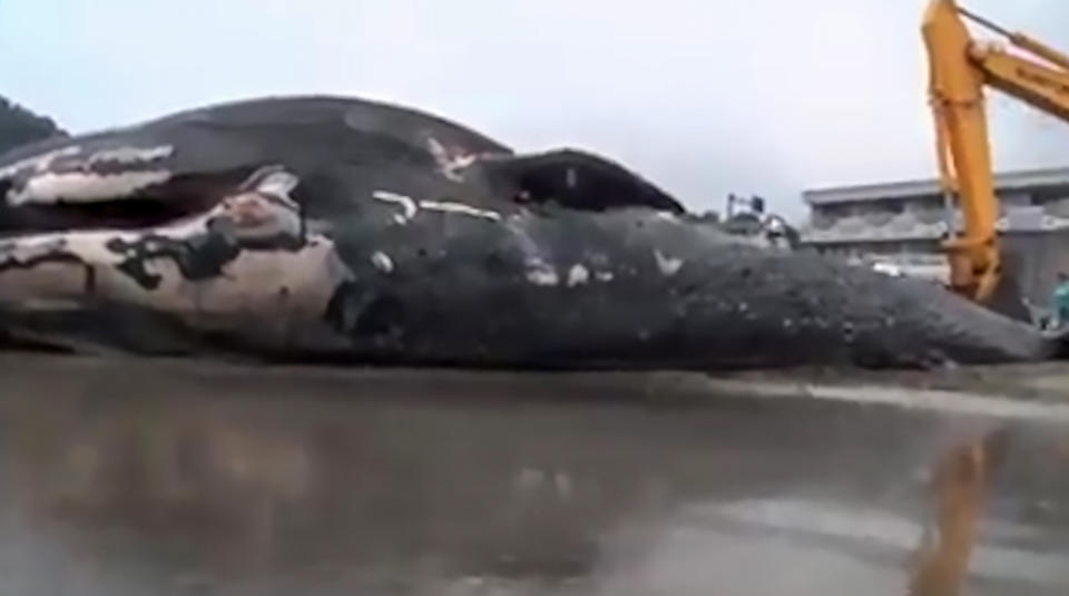  Expert described the whale's appearance on the beach as 'unprecedented'. (AsiaWire)