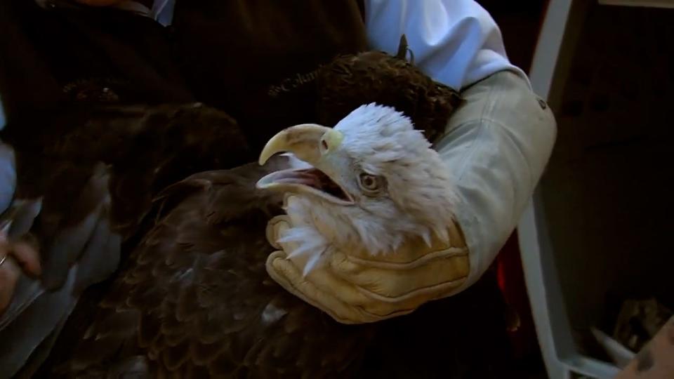 President of the Wildlife Center of Virginia Ed Clark said the eagle, who weighed approximately 10 pounds, had a "litany of injuries" when it was found and almost didn't make it.