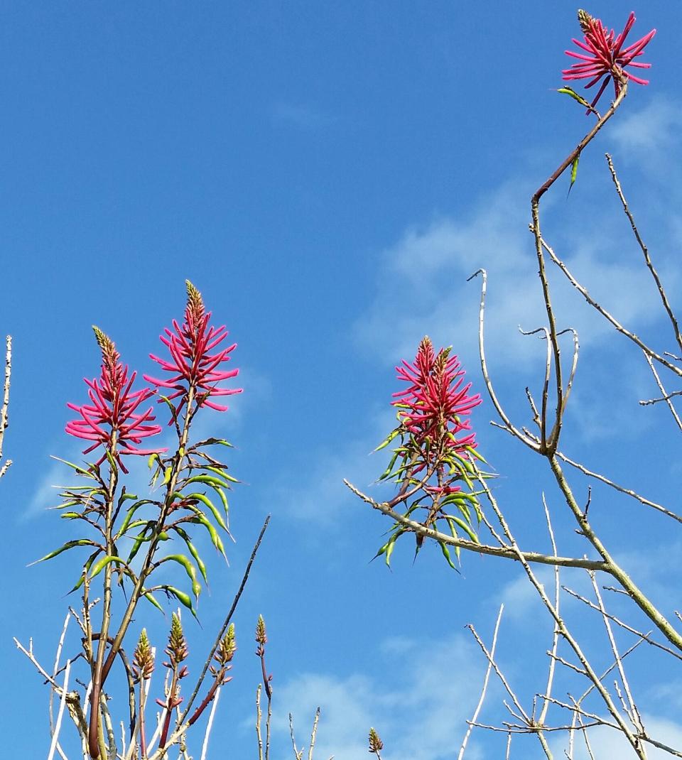 Coral bean trees add color to your yard and attract hummingbirds.