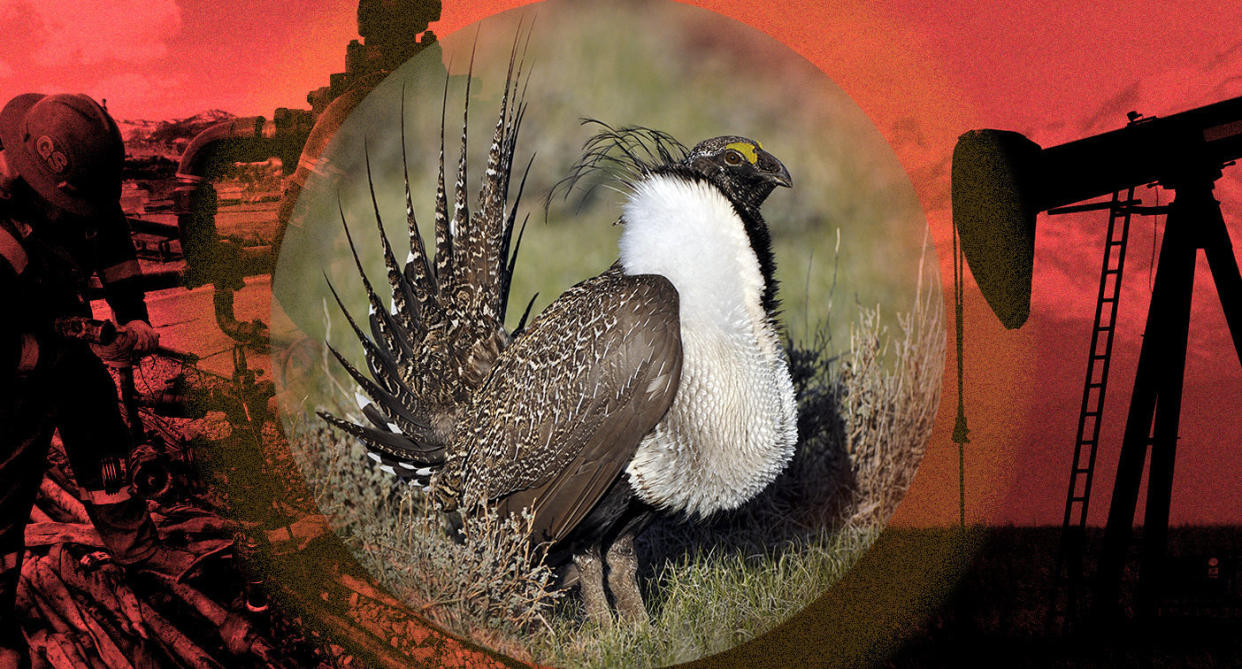 A male sage grouse and fossil fuel drilling in Colorado. (Photo illustration: Yahoo News; photos: Brennan Linsley/AP, Jeannie Stafford/U.S. Fish and Wildlife Service via AP, David Zalubowski/AP)