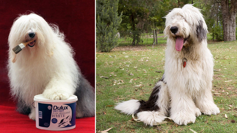 The Old English Sheepdog featured in adverts for Dulux paint. Source: PA via AAP/Getty Images