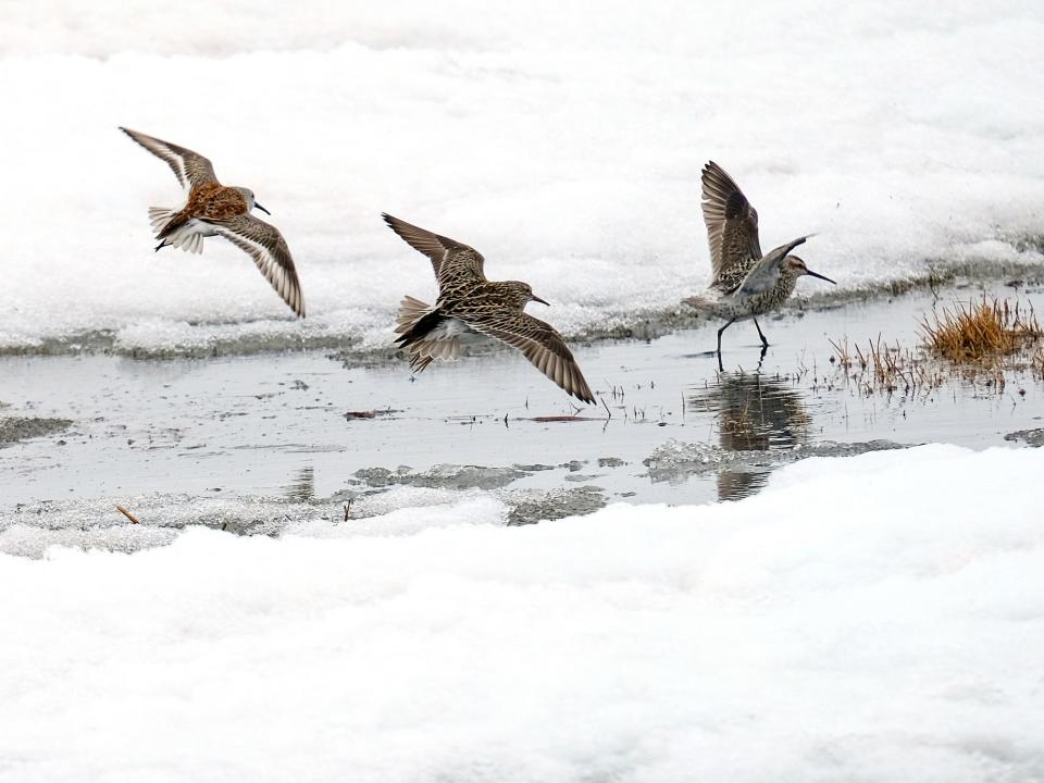 three birds fly low over an icy stream