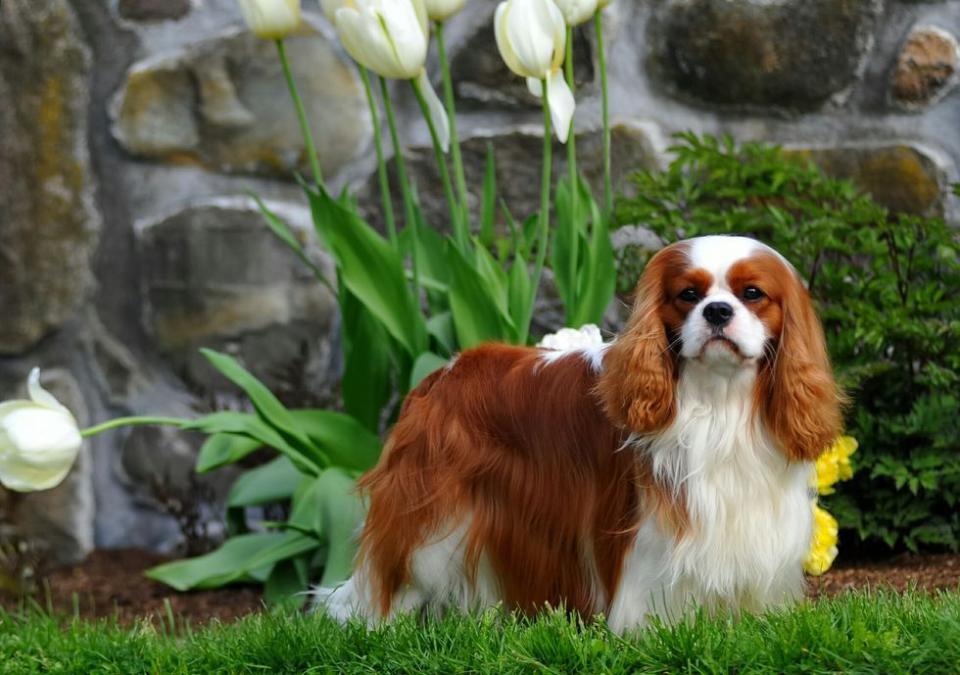 Cavalier King Charles Spaniel