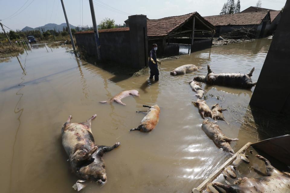 A farmer clears dead pigs at a flooded pig farm in the typhoon-hit Yuyao city in Zhejiang province October 14, 2013. More than 200 pigs died after Typhoon Fitow flooded 70 percent of the city's downtown, according to local media. Picture taken October 14, 2013. (REUTERS/China Daily)