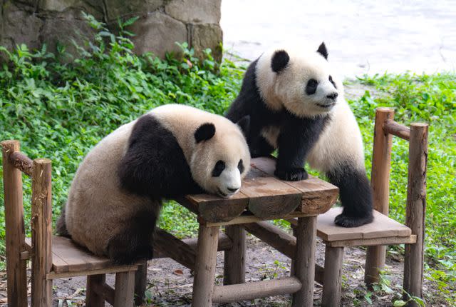<p>Costfoto/NurPhoto via Getty Images</p> Two giant pandas playing at Chongqing Zoo in Chongqing, China, on June 22, 2024