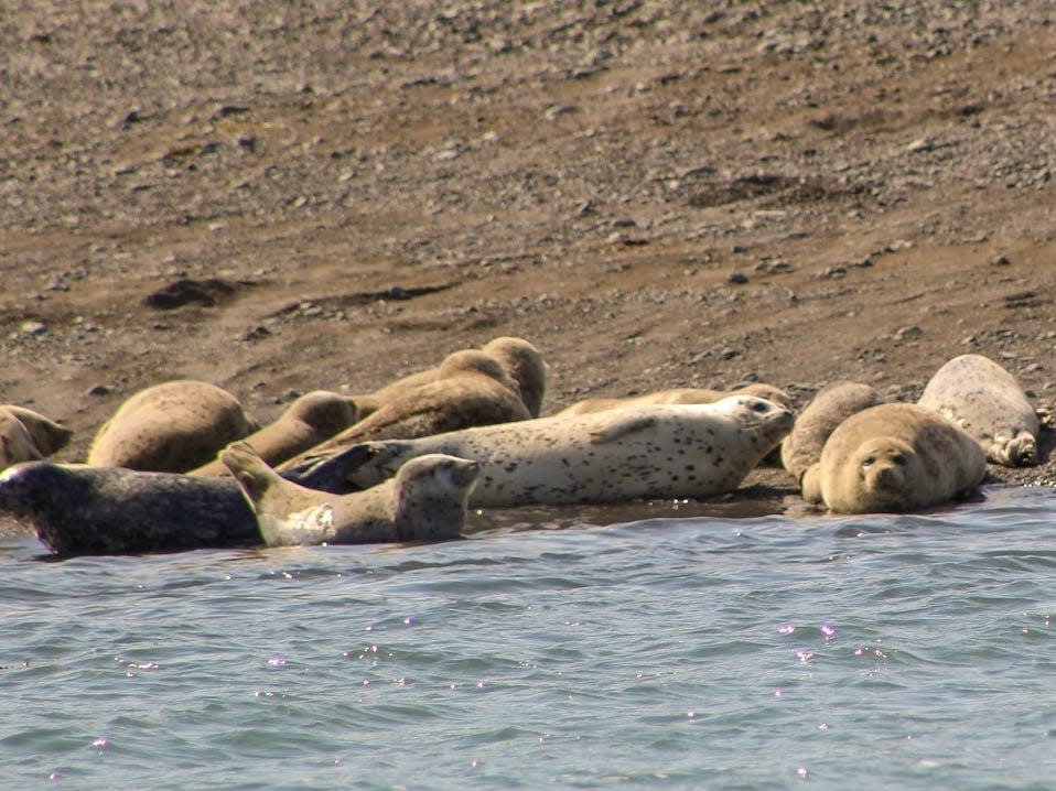 Harbor seals on the coast of Alaska