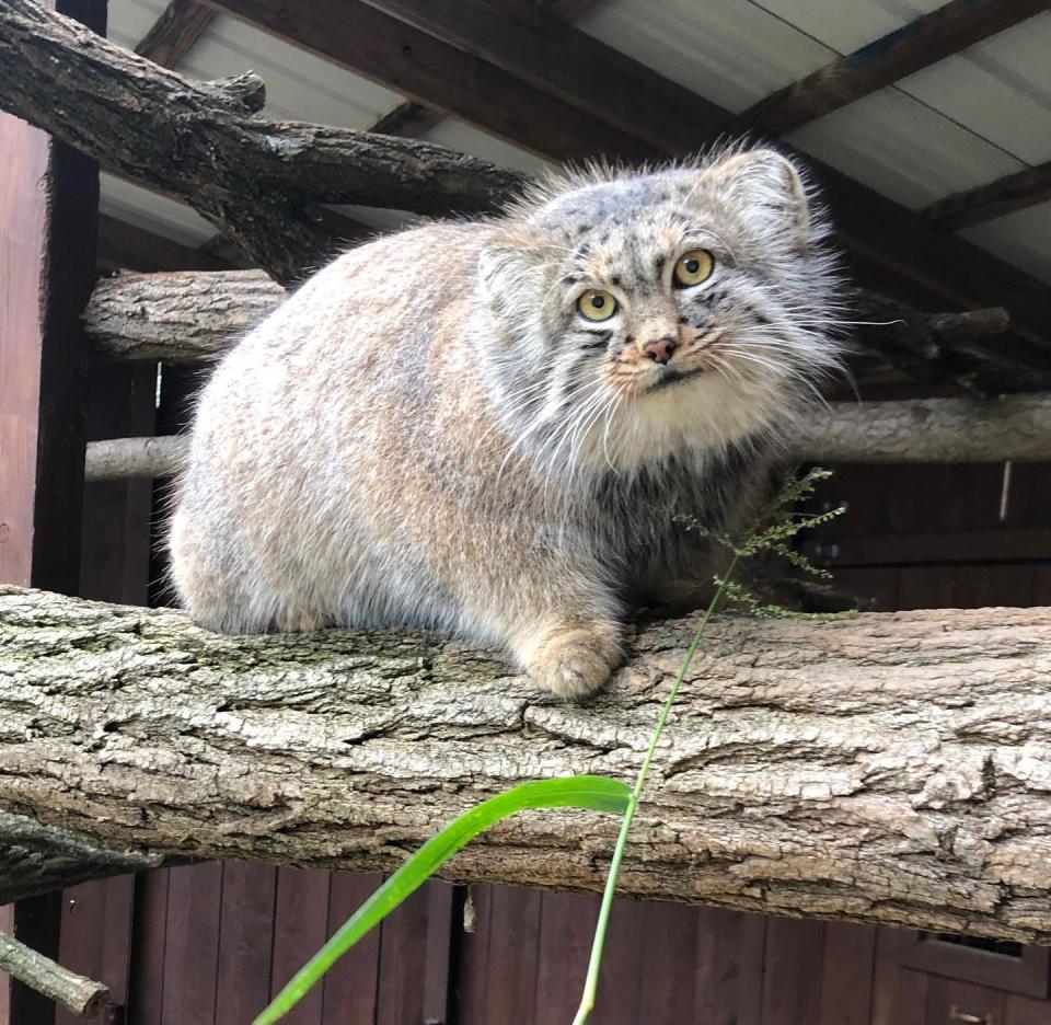 Pallas's Cat is one of the many animals visitors can expect to see at the Utica Zoo. Pallas’s cats can be found throughout the cold, arid, high elevation steppes and grasslands of central Asia. While Pallas’s cats are known to eat small mammals, insects, birds, reptiles, and carion, their preferred prey are Daurian pikas.