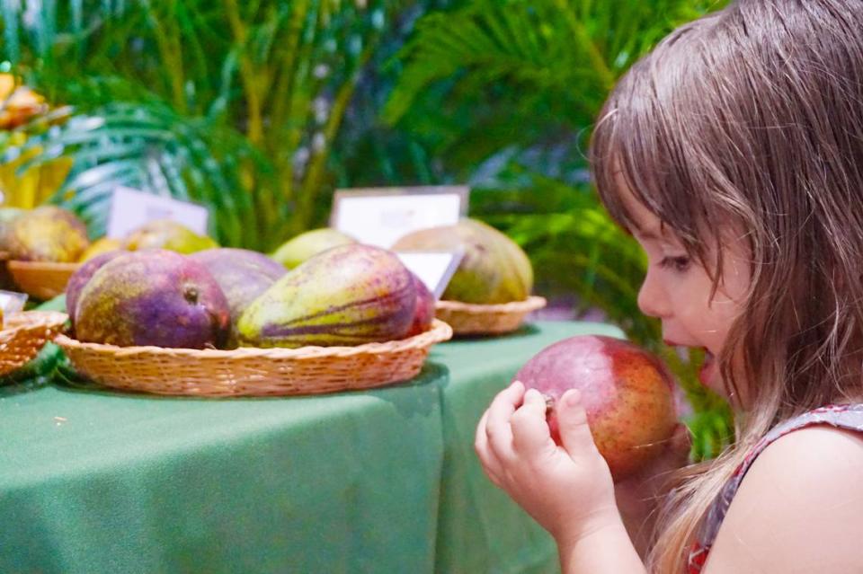 Con el título de Rey de las frutas lo presenta el Mango Festival del Fairchild Tropical Botanical Garden de Miami.