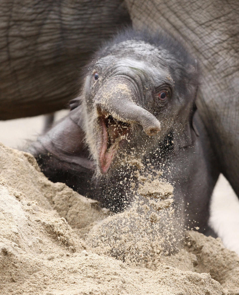 Baby elephant Assam takes its first steps in the outdoor area in the Hagenbecks Tierpark, Hamburg, Germany.