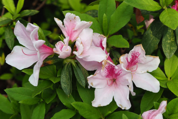 Coast rhododendron, the Washington state flower