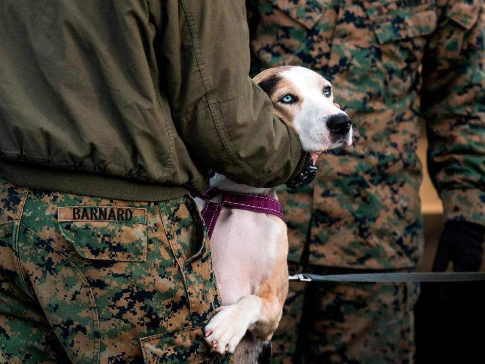 The VA hopes the dog experiments will help its doctors better treat soldiers' severe injuries (AFP)