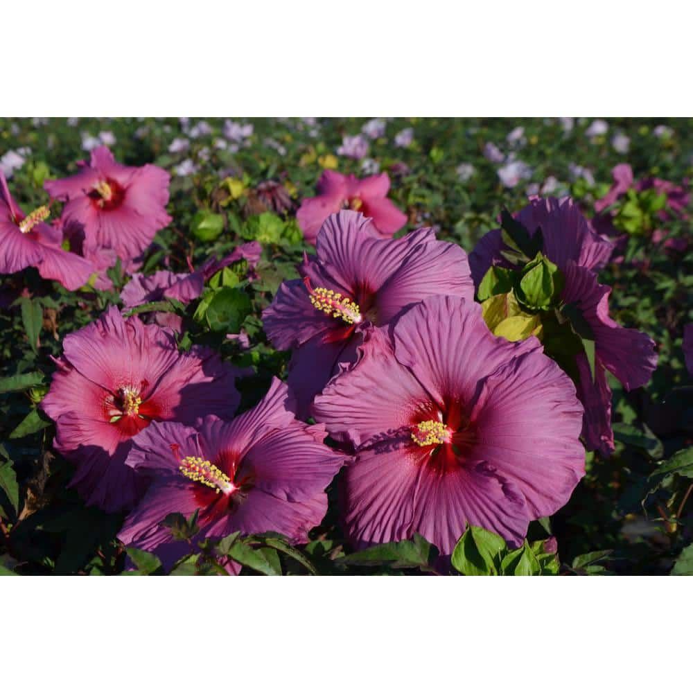 <p><a href="https://go.redirectingat.com?id=74968X1596630&url=https%3A%2F%2Fwww.homedepot.com%2Fp%2FSEASON-TO-SEASON-2-Gal-Purple-Flower-Hardy-Hibiscus-Plant-17590%2F314802626&sref=https%3A%2F%2F" rel="nofollow noopener" target="_blank" data-ylk="slk:Shop Now;elm:context_link;itc:0;sec:content-canvas" class="link rapid-noclick-resp">Shop Now</a></p><p>'Plum Flambe' Hardy Hibiscus </p><p>$42.18</p><p>homedepot.com</p><span class="copyright">Season to Season</span>