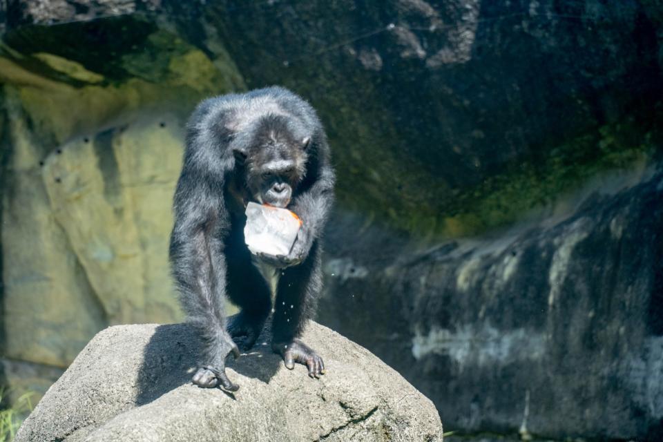 黑猩猩的冰品都是客製化的。台北市立動物園提供