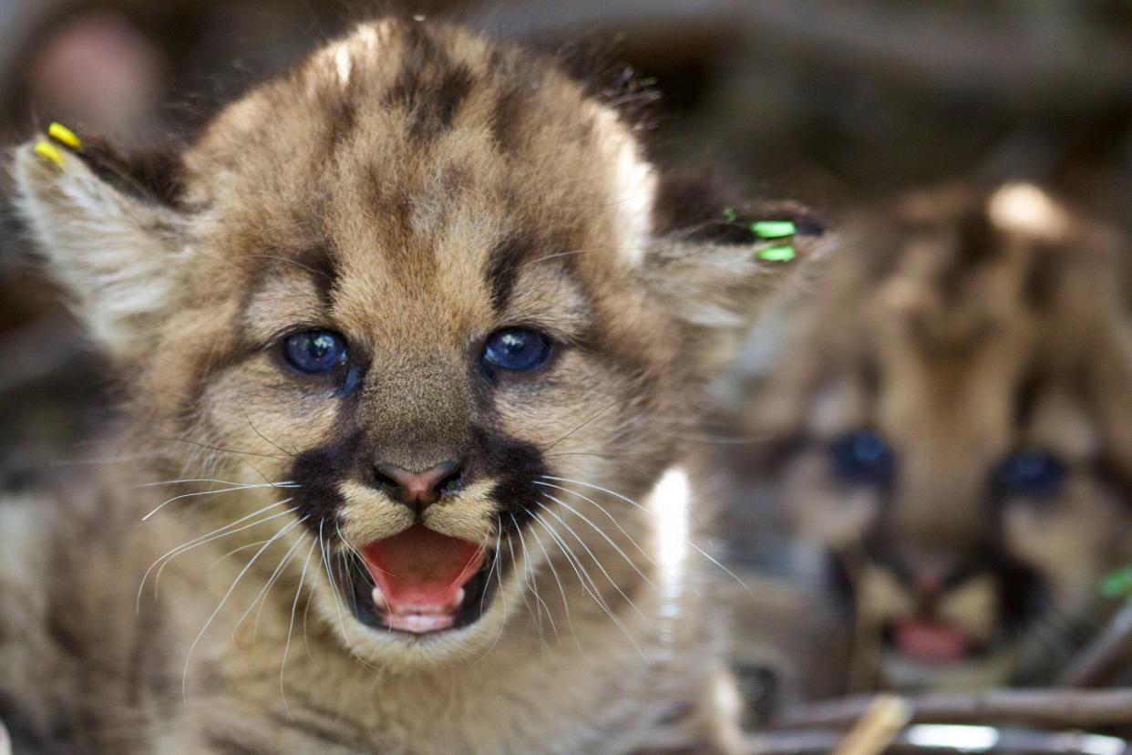California mountain lion kittens. (Photo: National Park Service)