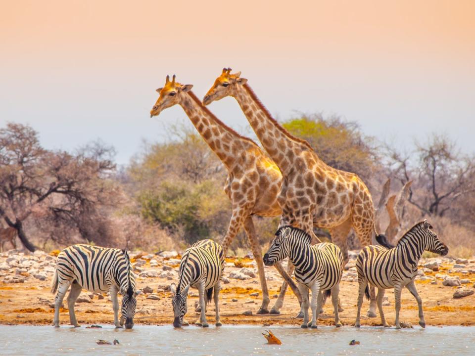 Zebra and giraffe at a watering hole in Etosha National Park (Getty Images/iStockphoto)