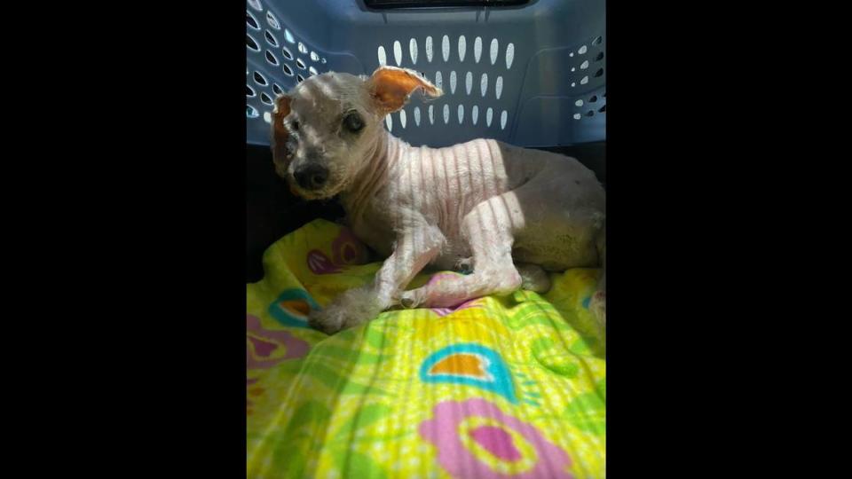 Binky the dog got a haircut before he went back home to his family, the South Carolina shelter said.