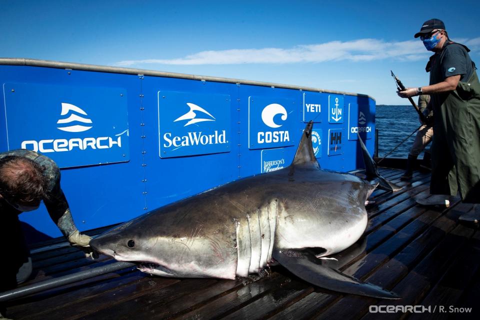 This photo from September 2020 shows the OCEARCH research team as it tags Breton, a great white shark while off the coast of Nova Scotia.