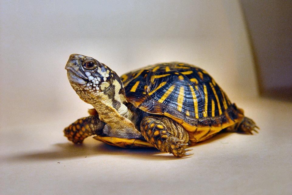 Ornate box turtles are in need of protection, Kansas wildlife officials say.