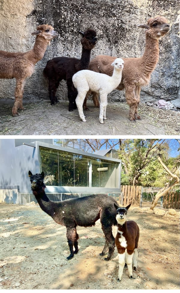 壽山動物園喜迎新成員　31隻動物寶寶陪你過新年