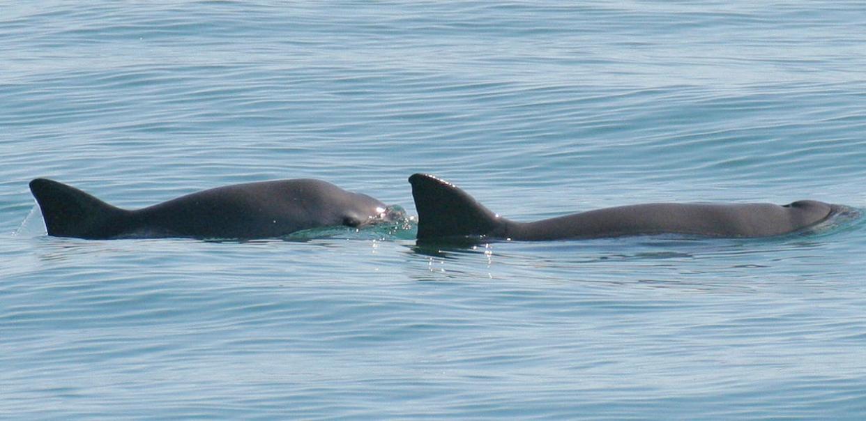 An undated image of a mother and calf vaquita surfacing in the waters off San Felipe, Mexico.