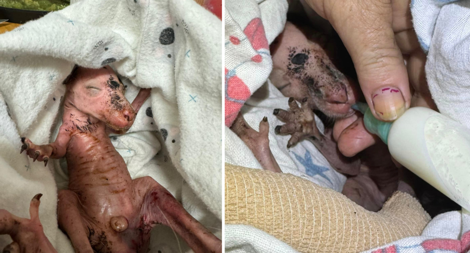 A close-up of the joey (left) and the joey being bottle fed (right).