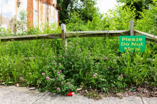 Ecologist Christopher Swan and his team planted this garden on a vacant lot in Baltimore, Maryland, showing they could turn eyesores into urban meadows