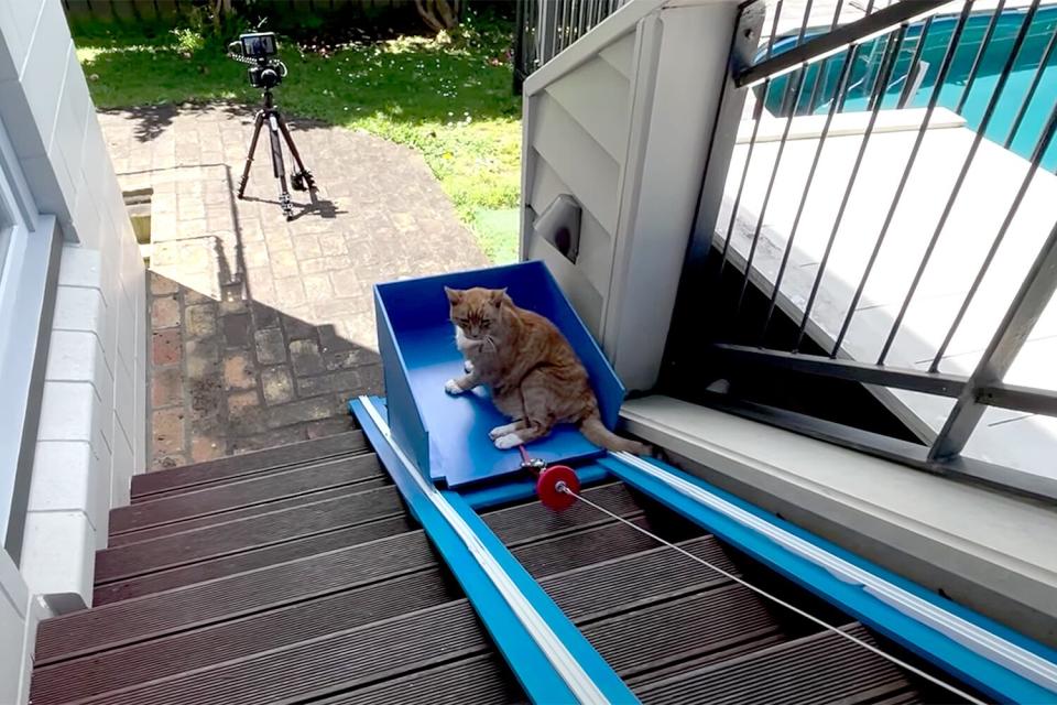 Cat elevator