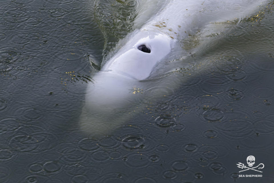 En esta imagen del sábado 6 de agosto de 2022 captada por el grupo ambientalista Sea Shepherd, se ve una ballena beluga en el río Sena, al oeste de París, Francia. (Sea Shepherd vía AP)