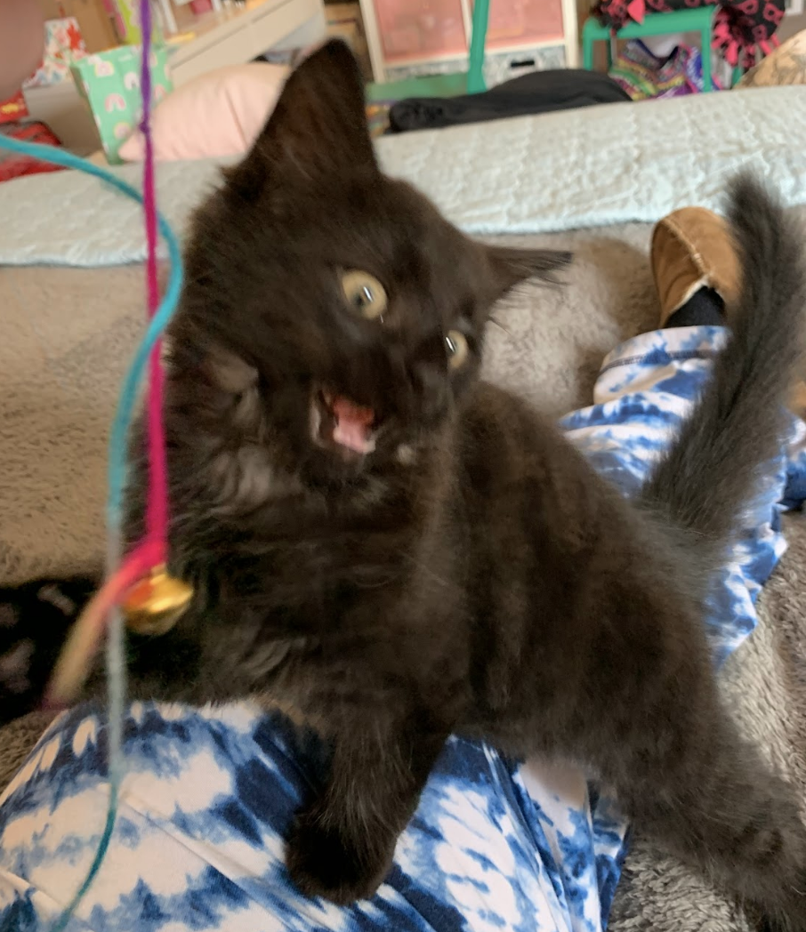 A playful black kitten with wide eyes playing with a string on someone's lap with its eyes wide