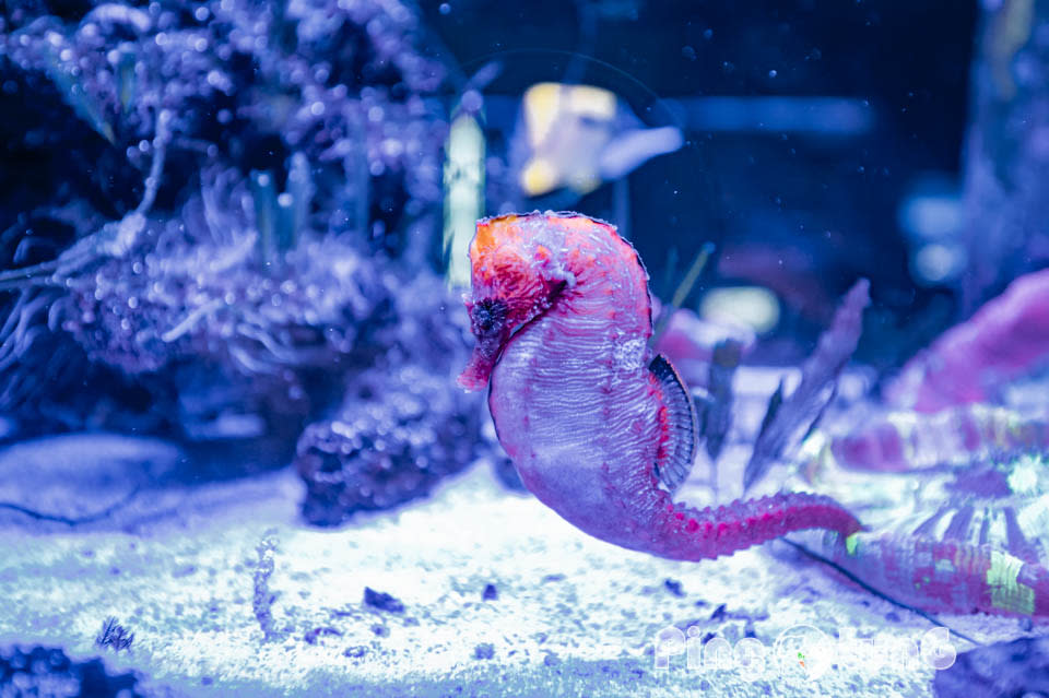 屏東農業科技園區觀賞水族展示廳