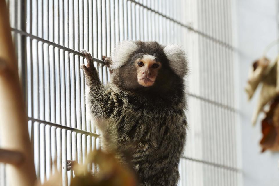 Marmoset 