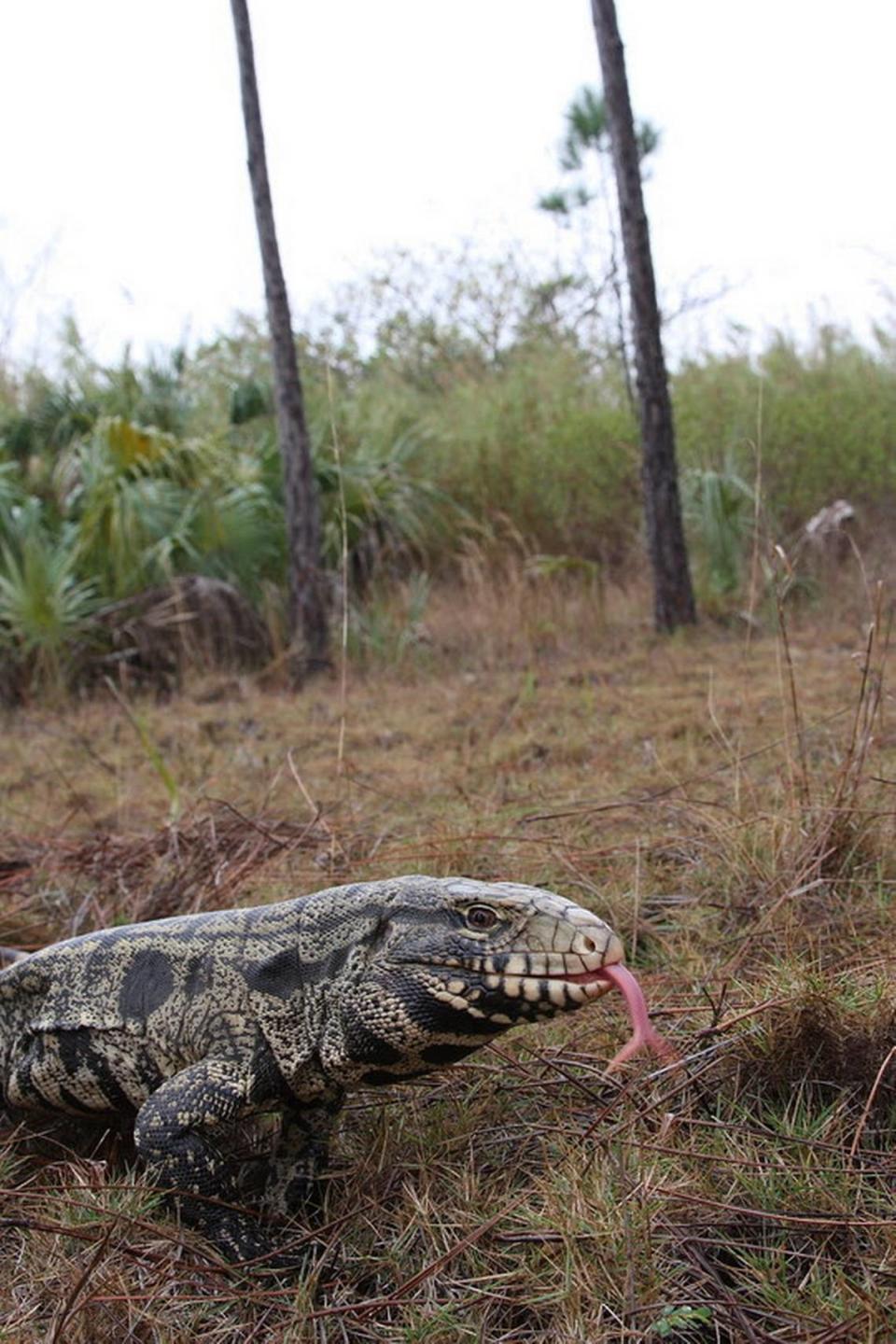 Adult black and white tegu lizard.