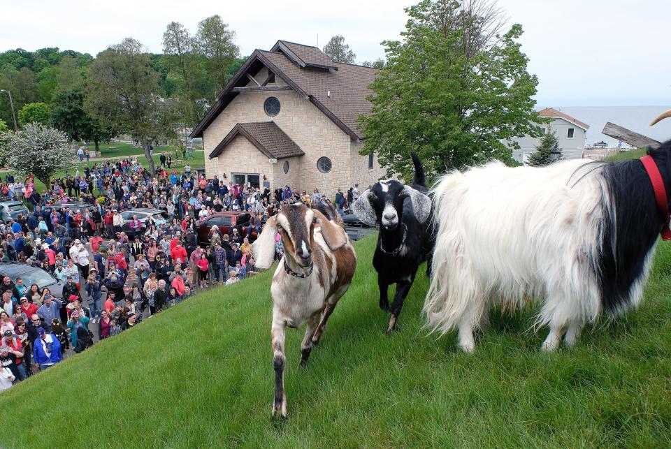 Goats walk on the grass roof at Al Johnson's in Sister Bay.