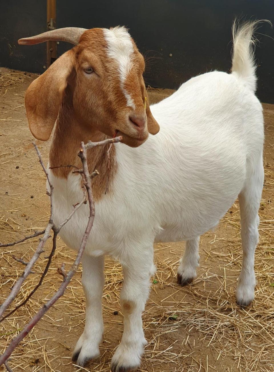 Jupiter, the goat, enjoying life in the big smoke (Oasis Farm Waterloo)