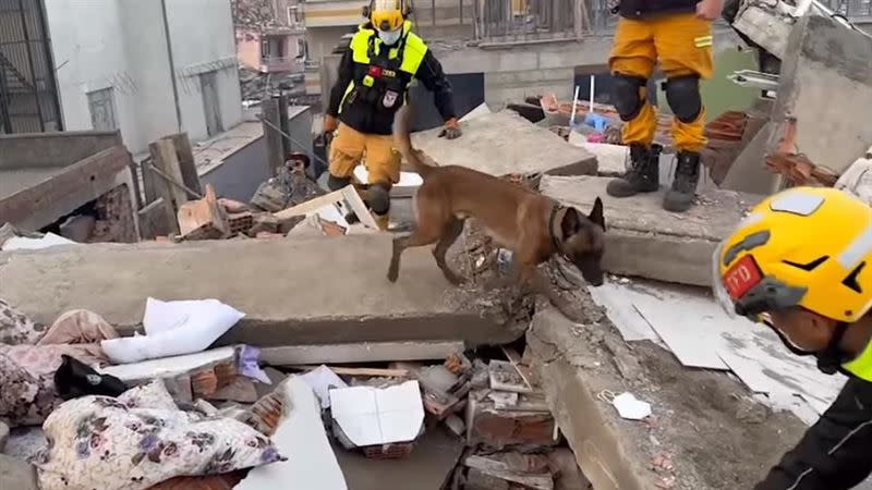 臺灣派搜救犬衝土耳其，搶救強震生還者。（圖／翻攝自臺北市搜救隊臉書）