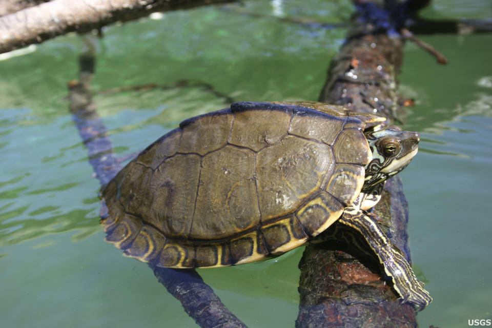 This undated photo provided by the University of Georgia/USGS shows a Pearl River map turtle. The federal government says it will decide whether protection is needed for Pascagoula map turtles, found only in Mississippi, and Pearl River map turtles, found in Mississippi and Louisiana. (Cris Hagen/University of Georgia/USGS via AP)