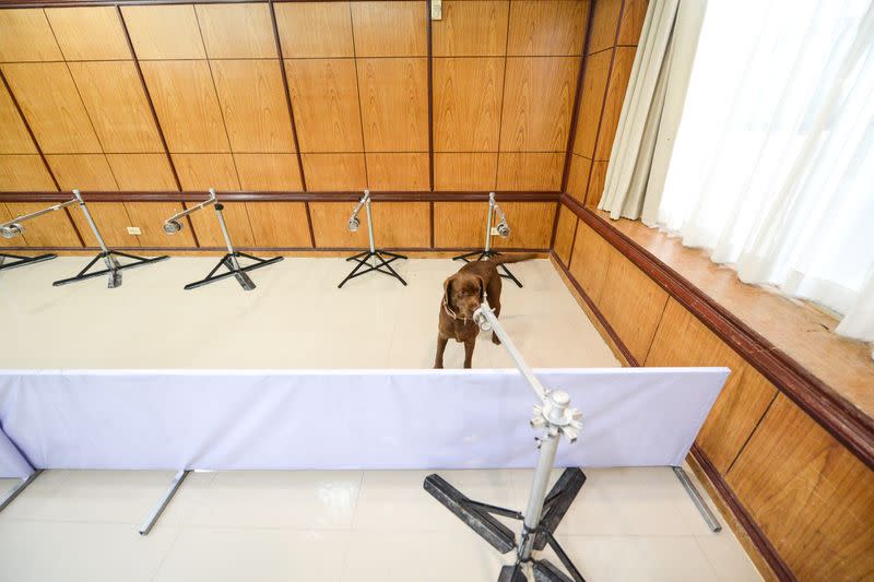 A dog is seen during its training to detect the coronavirus disease (COVID-19) in Songkhla, Thailand