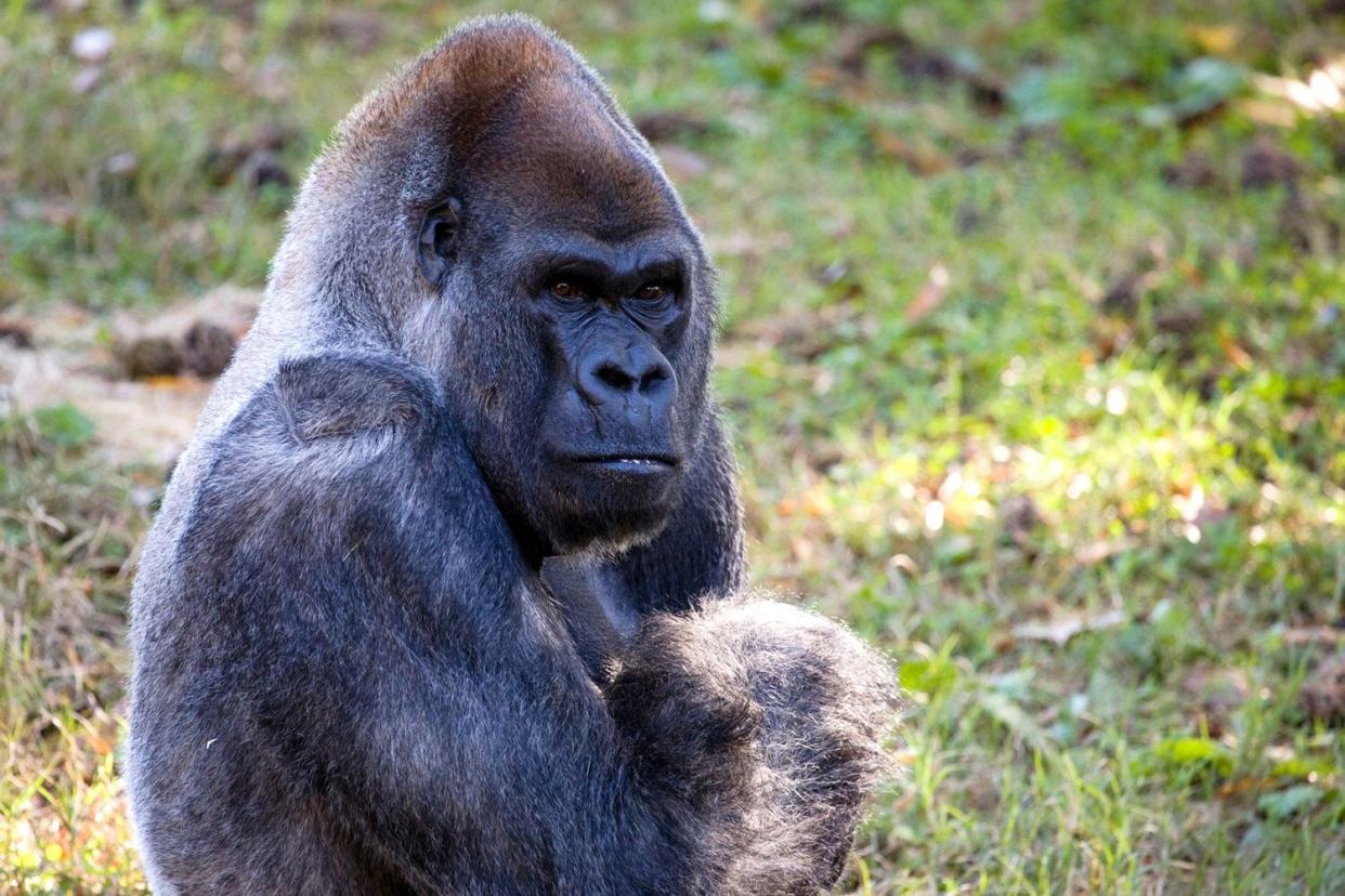 ozzie, gorilla