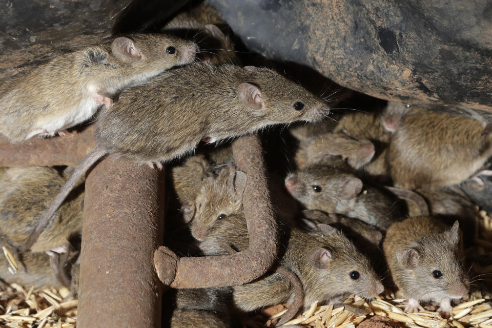 FILE - In this May 19, 2021, file photo, mice scurry around stored grain on a farm near Tottenham, Australia. A mouse plague that has ravaged vast swathes of eastern Australia has forced the evacuation of a prison while authorities repair gnawed electrical wiring and clear dead and decaying mice from wall cavities and ceilings, Corrective Services Commissioner Peter Severin said on Tuesday, June 22, 2021. (AP Photo/Rick Rycroft, File)