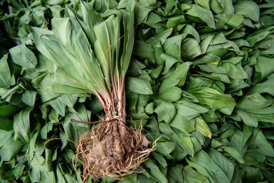 Boxes of ramps at Efren Barraza’s produce stand at the WNC Farmers Market, April 17, 2024.