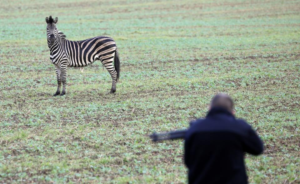 A zebra stands on a meadow as a man with a tranquilizer gun tries to approach it on October 2, 2019 near the village of Thelkow, north-eastern Germany, after the animal had broken out of a circus with a fellow animal nearby, and had caused an accident on the A20 motorway in the area. - The other zebra had already been captured. (Photo by Bernd WÃ¼stneck / dpa / AFP) / Germany OUT (Photo by BERND WUSTNECK/dpa/AFP via Getty Images)