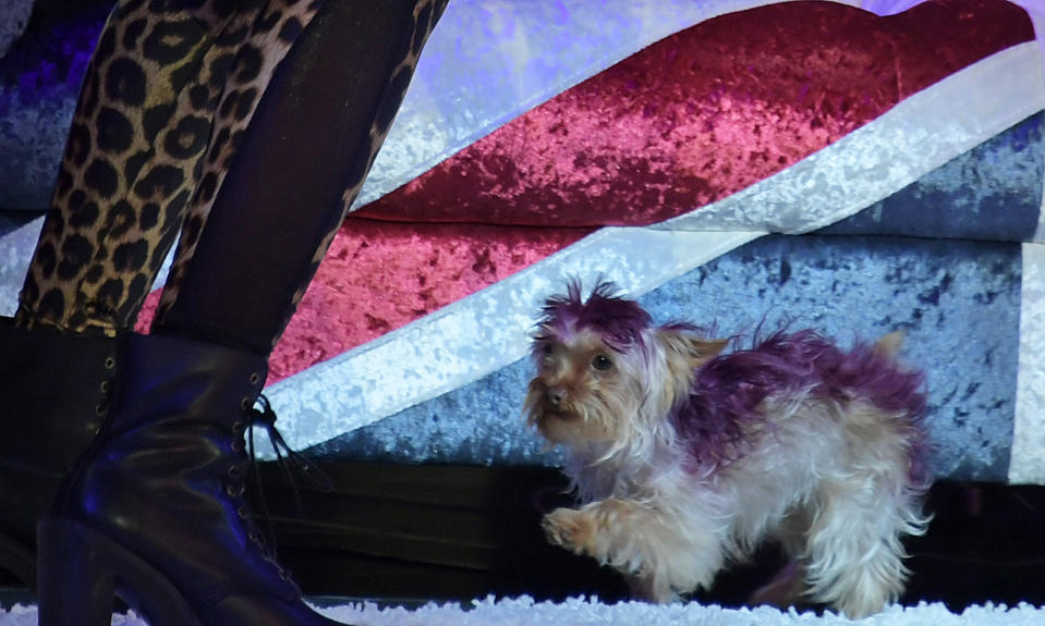 Mel B's dog Cookie poses on stage during "A Brutally Honest Evening With Mel B" in support of Women's Aid at The Savoy Theatre on September 1, 2019 in London, England.  (Photo by David M. Benett/Dave Benett/Getty Images)