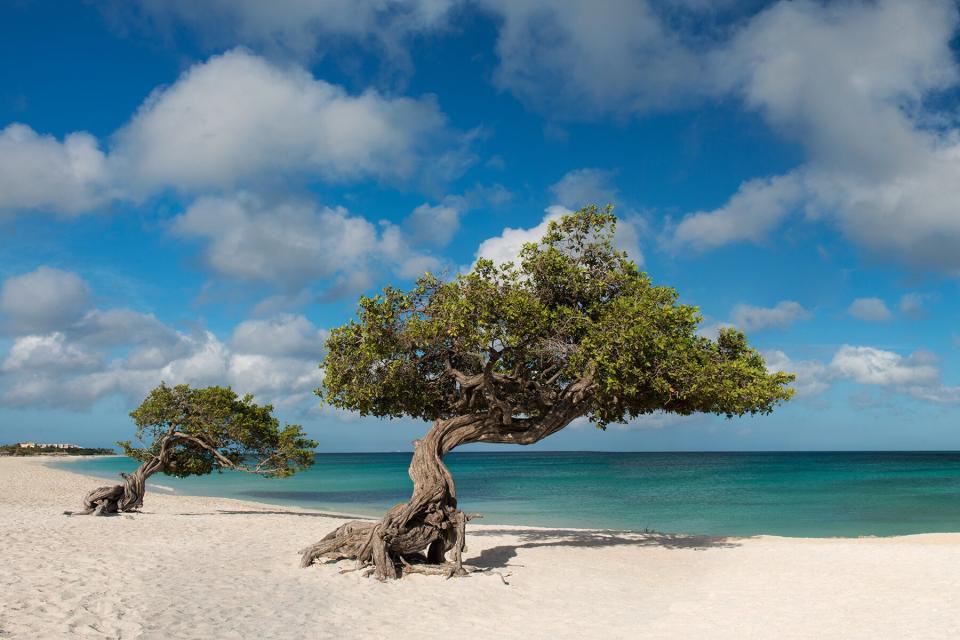 Trees on Eagle Beach, Oranjestad, Aruba.