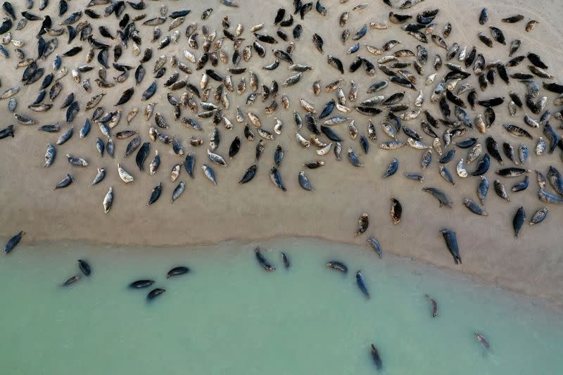 Seals stage a comeback on France's northern coast