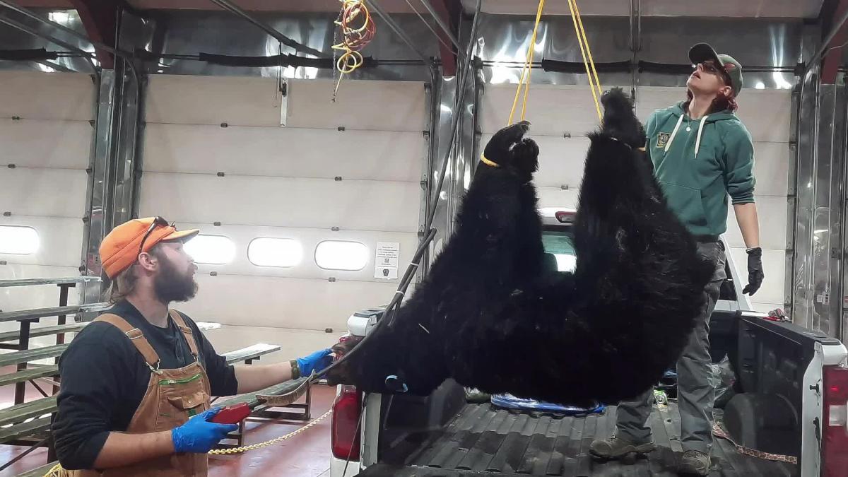 PGC checks on black bear harvest across Pennsylvania [Video]